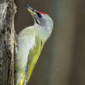 Posteljnina Grunspecht saten, ročno potiskana 140x200, 50x70
